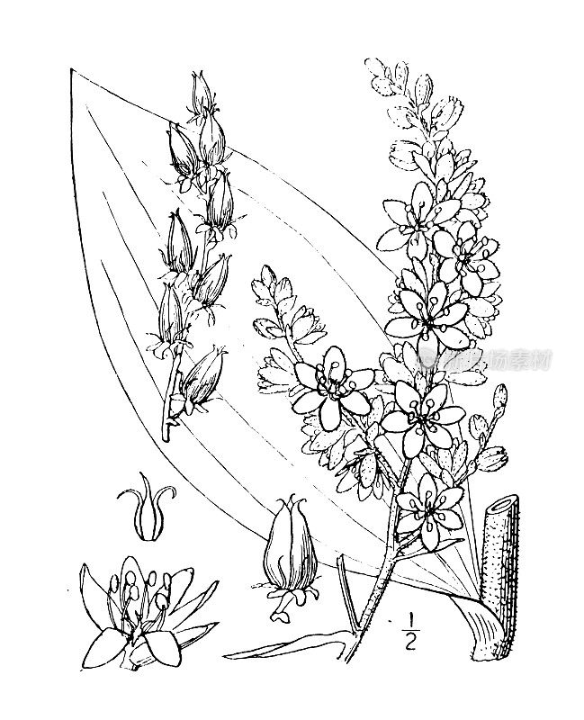 古植物学植物插图:Veratrum viride，美国白嚏根草